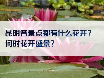昆明各景点都有什么花开？何时花开盛景？
