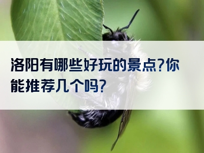 洛阳有哪些好玩的景点？你能推荐几个吗？