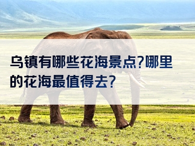 乌镇有哪些花海景点？哪里的花海最值得去？
