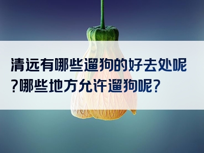 清远有哪些遛狗的好去处呢？哪些地方允许遛狗呢？