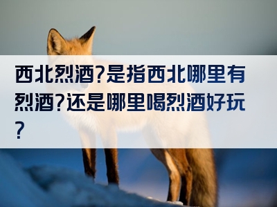 西北烈酒？是指西北哪里有烈酒？还是哪里喝烈酒好玩？