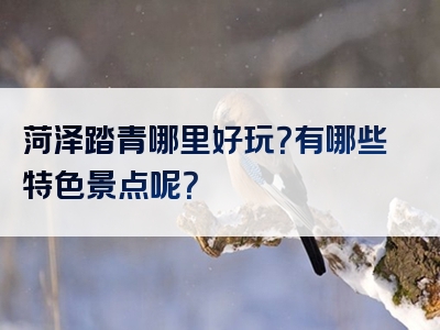 菏泽踏青哪里好玩？有哪些特色景点呢？