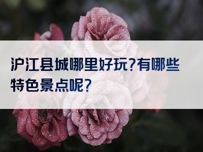 沪江县城哪里好玩？有哪些特色景点呢？