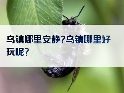 乌镇哪里安静？乌镇哪里好玩呢？