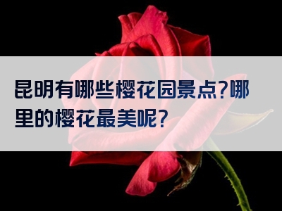 昆明有哪些樱花园景点？哪里的樱花最美呢？