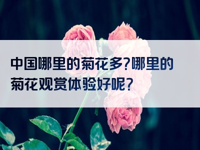 中国哪里的菊花多？哪里的菊花观赏体验好呢？