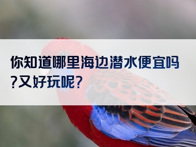 你知道哪里海边潜水便宜吗？又好玩呢？
