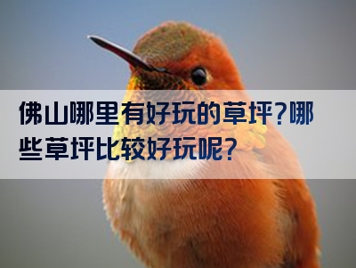 佛山哪里有好玩的草坪？哪些草坪比较好玩呢？