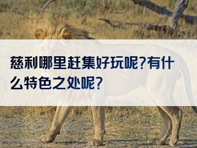 慈利哪里赶集好玩呢？有什么特色之处呢？