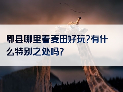 郫县哪里看麦田好玩？有什么特别之处吗？