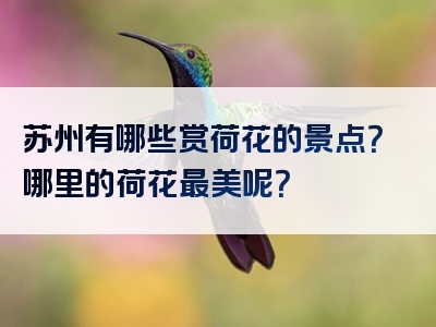 苏州有哪些赏荷花的景点？哪里的荷花最美呢？