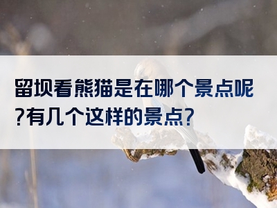 留坝看熊猫是在哪个景点呢？有几个这样的景点？