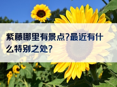 紫藤哪里有景点？最近有什么特别之处？