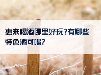 惠来喝酒哪里好玩？有哪些特色酒可喝？