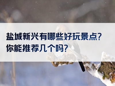 盐城新兴有哪些好玩景点？你能推荐几个吗？