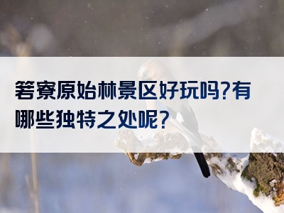 箬寮原始林景区好玩吗？有哪些独特之处呢？