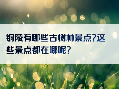 铜陵有哪些古树林景点？这些景点都在哪呢？