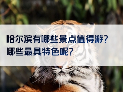 哈尔滨有哪些景点值得游？哪些最具特色呢？