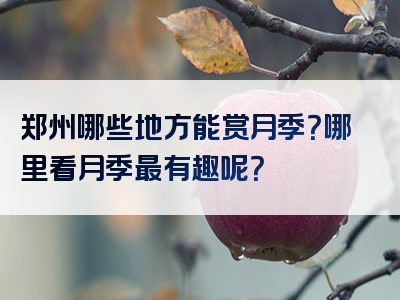 郑州哪些地方能赏月季？哪里看月季最有趣呢？