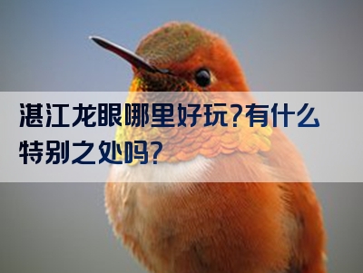 湛江龙眼哪里好玩？有什么特别之处吗？