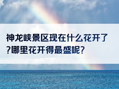 神龙峡景区现在什么花开了？哪里花开得最盛呢？