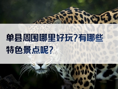 单县周围哪里好玩？有哪些特色景点呢？