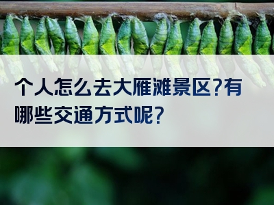 个人怎么去大雁滩景区？有哪些交通方式呢？