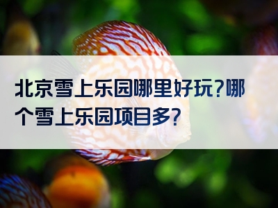 北京雪上乐园哪里好玩？哪个雪上乐园项目多？