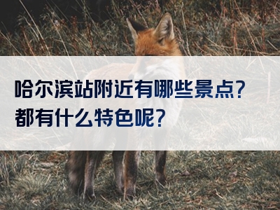 哈尔滨站附近有哪些景点？都有什么特色呢？