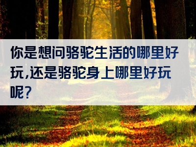 你是想问骆驼生活的哪里好玩，还是骆驼身上哪里好玩呢？
