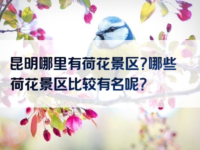 昆明哪里有荷花景区？哪些荷花景区比较有名呢？