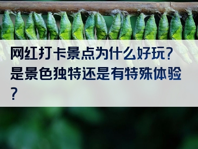 网红打卡景点为什么好玩？是景色独特还是有特殊体验？