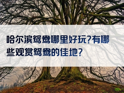 哈尔滨鸳鸯哪里好玩？有哪些观赏鸳鸯的佳地？