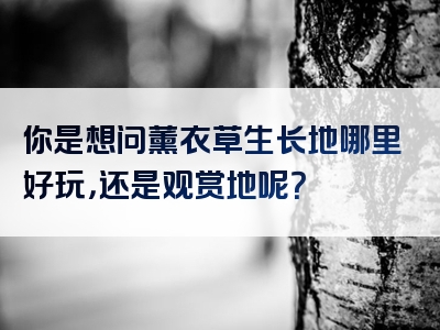 你是想问薰衣草生长地哪里好玩，还是观赏地呢？