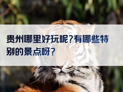 贵州哪里好玩呢？有哪些特别的景点呀？