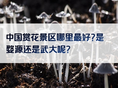 中国赏花景区哪里最好？是婺源还是武大呢？