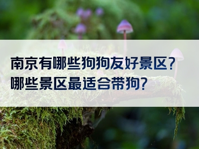 南京有哪些狗狗友好景区？哪些景区最适合带狗？