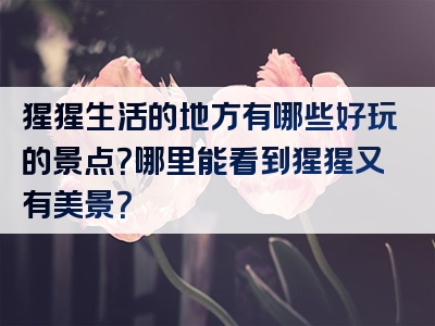猩猩生活的地方有哪些好玩的景点？哪里能看到猩猩又有美景？