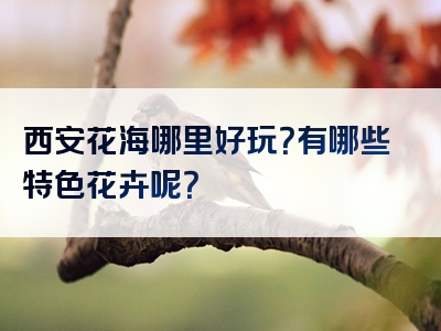 西安花海哪里好玩？有哪些特色花卉呢？