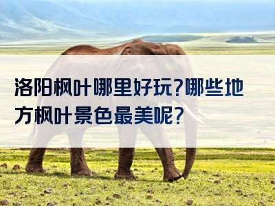 洛阳枫叶哪里好玩？哪些地方枫叶景色最美呢？