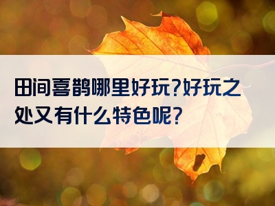 田间喜鹊哪里好玩？好玩之处又有什么特色呢？