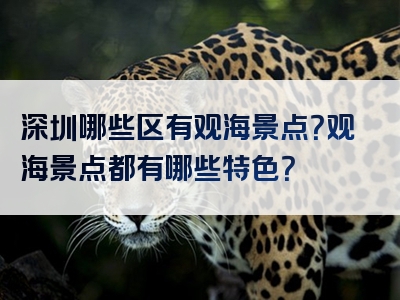 深圳哪些区有观海景点？观海景点都有哪些特色？