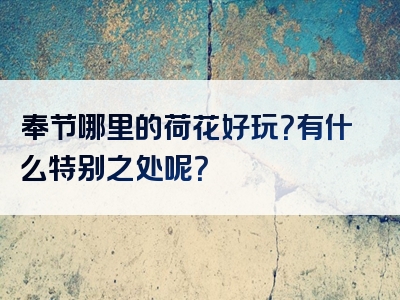 奉节哪里的荷花好玩？有什么特别之处呢？