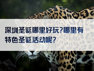 深圳圣诞哪里好玩？哪里有特色圣诞活动呢？