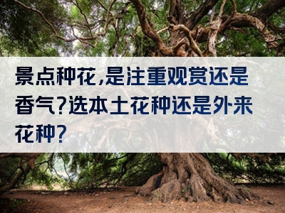景点种花，是注重观赏还是香气？选本土花种还是外来花种？