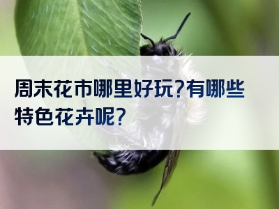 周末花市哪里好玩？有哪些特色花卉呢？