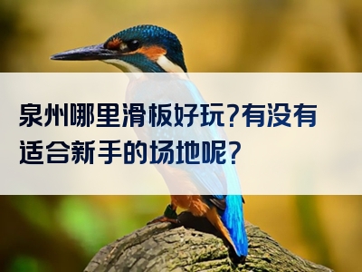 泉州哪里滑板好玩？有没有适合新手的场地呢？