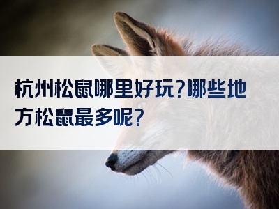 杭州松鼠哪里好玩？哪些地方松鼠最多呢？