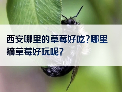 西安哪里的草莓好吃？哪里摘草莓好玩呢？