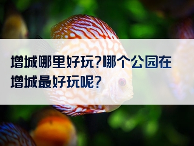 增城哪里好玩？哪个公园在增城最好玩呢？